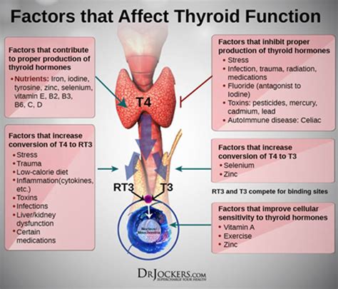 Thyroid Hormone Treatment | Clinic for Advanced Health