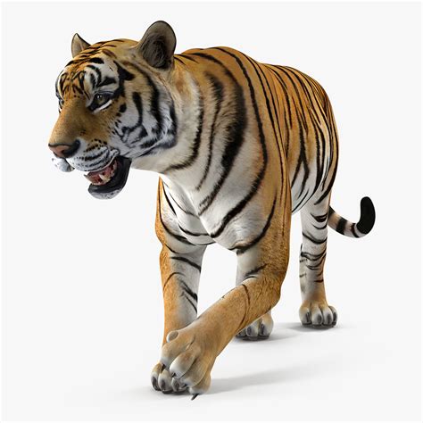 Tiger rigged 3D model - TurboSquid 1275414