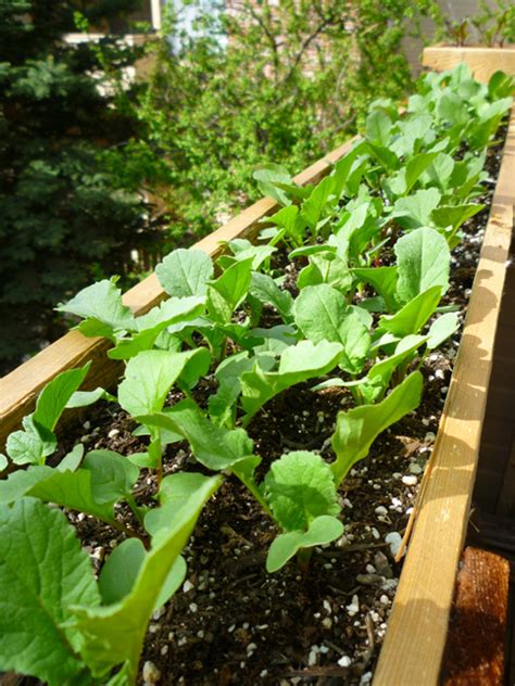 Grow Radishes in Containers | Dengarden