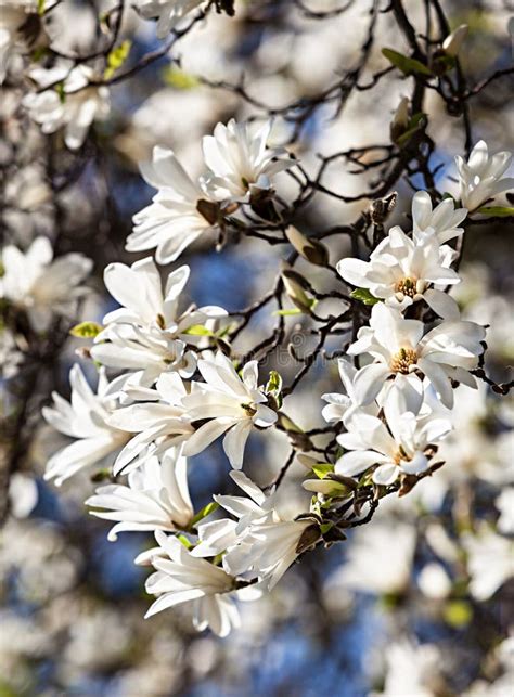 Magnolia blooming tree stock photo. Image of leaf, botany - 5255422