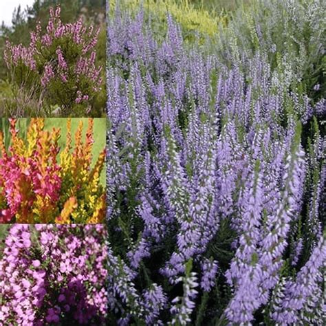 3 x Mixed Heathers Calluna & Erica Varieties Colourful Large Flowering Plants