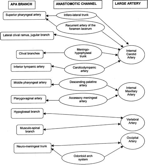 The Ascending Pharyngeal Artery: Branches, Anastomoses, and Clinical Significance | American ...