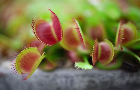 Venus Flytrap Background Wallpaper 119263 - Baltana