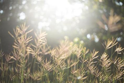 Sun Grass Stock Photos, Images and Backgrounds for Free Download