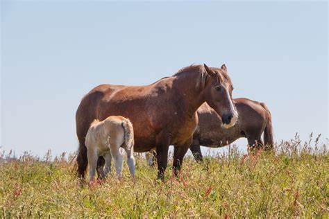 Breton Horse Breed Profile