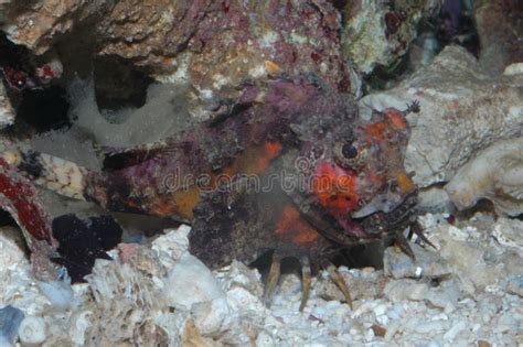 Venomous Creatures in the Red Sea Scorpaena Mystes Pacific Stock Image ...