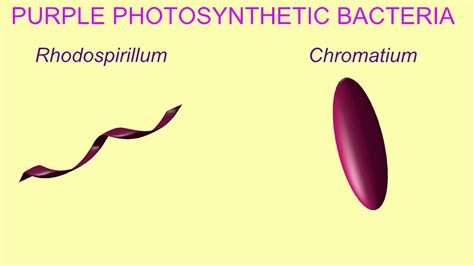 PHOTOAUTOTROPHS & PHOTOHETEROTROPHS - YouTube