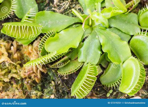 Venus Flytrap (Carnivorous Plant) Stock Image - Image of catcher, plants: 57319251