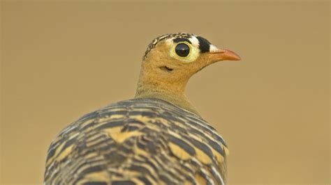 Sandgrouse: Facts, Habitat, and Species Found in India | RoundGlass Sustain