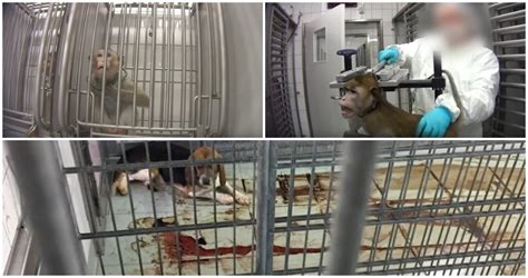 WATCH: Horrific footage uncovers extreme animal cruelty in German laboratory - Flipboard