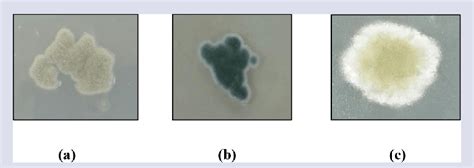 (a) Isolate 4, (b) Isolate 5, (c) Isolate 6. | Download Scientific Diagram