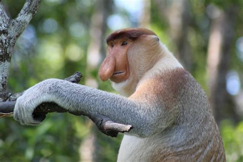 Proboscis Monkey, Sandakan, Borneo Free Photo Download | FreeImages