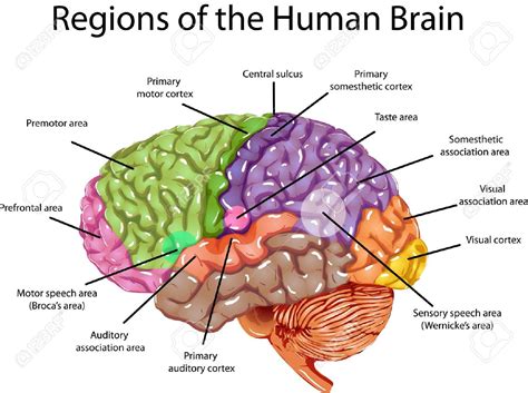 Seeking a Predominant Theory of Mind: Dualism versus Materialism - Brewminate: A Bold Blend of ...