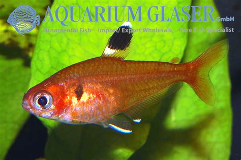 Hyphessobrycon haraldschultzi - Aquarium Glaser GmbH