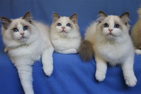 Three blue bicolor female Ragdolls. Super sweet. Beautiful deep blue eyes. Rockcreek Ranch ...