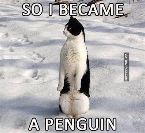 24 Meme, die beweisen, dass Pinguine die lustigsten Tiere der Erde sind - Small Joys