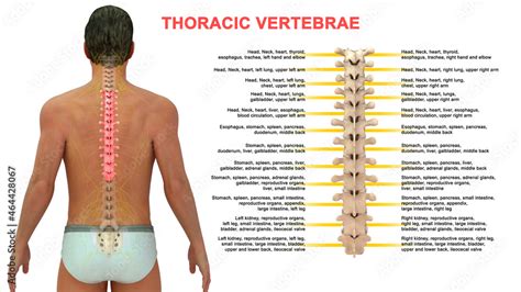 The thoracic spine has 12 nerve roots (T1 to T12) on each side of the spine that branch from the ...