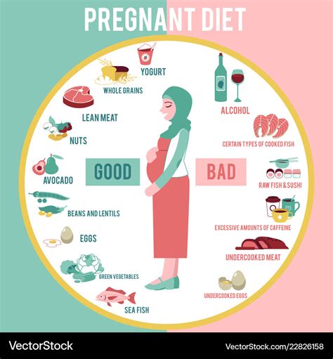 Pregnant woman diet infographic Royalty Free Vector Image