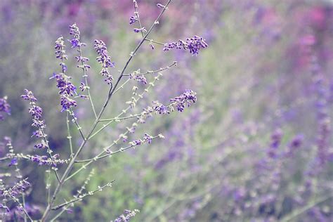 Purple Meditation Photograph by Stephanie Moon - Fine Art America