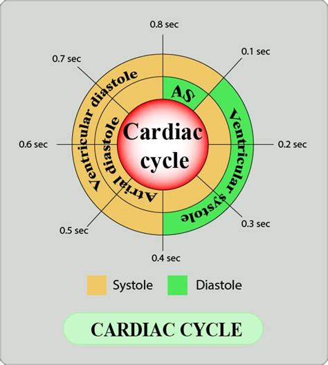 Cardiac Cycle Phases Diagram