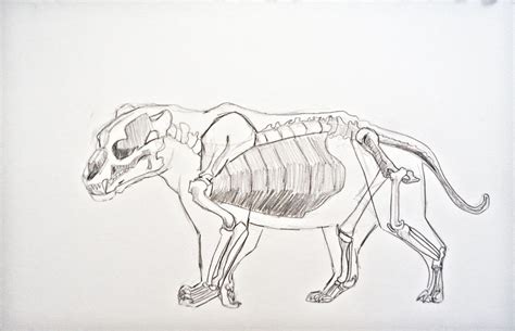 Design by LJ: Day 23: Jaguar Study - Skeletal