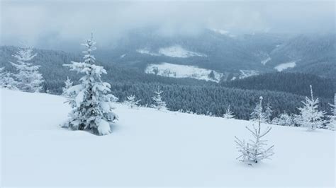 Premium Photo | Spruce tree forest covered by snow in winter landscape