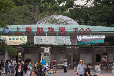 Ueno Zoo: Panda Viewing in Tokyo | japanistry.com