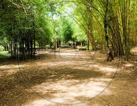 Image of Bamboo Forest In Kaveri Nisargadhama Coorg, Karnataka ...