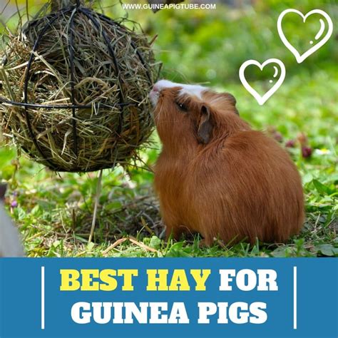 8 Best Hay for Guinea Pigs: A Helpful Guide - Guinea Pig Tube