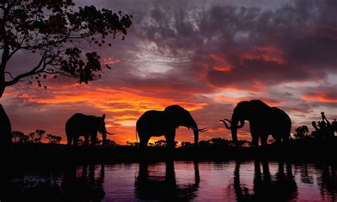 Elephant Sunset Wallpapers - Top Free Elephant Sunset Backgrounds ...