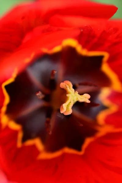 Flower of a rainbow tulip Stock Photos, Royalty Free Flower of a ...