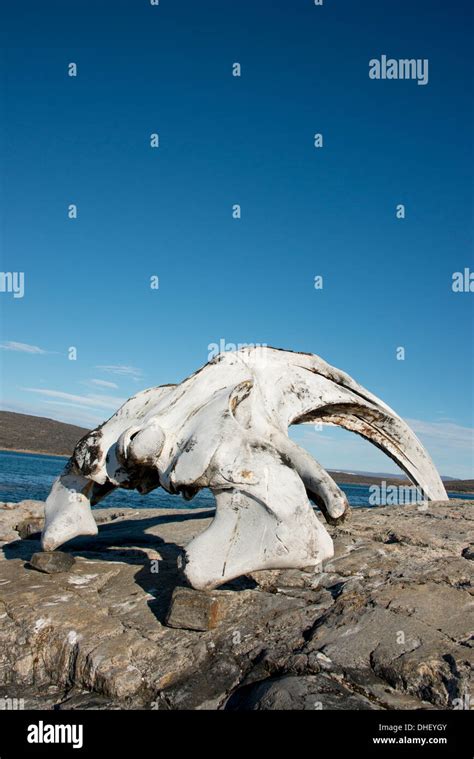 Bowhead whale skull High Resolution Stock Photography and Images - Alamy