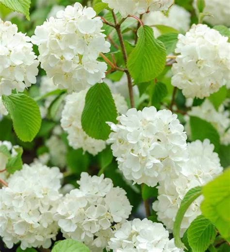 Popcorn Viburnum Viburnum Plicatum F. Plicatum 'popcorn' 4 Pot Size ...