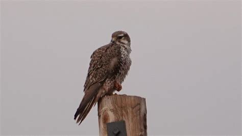 Prairie Falcon | MarkEisingBirding