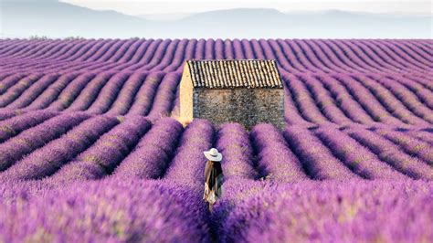 Lavender Fields of the Provence, France (4K Stock) - YouTube