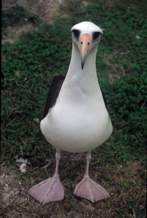 Laysan Albatross - Diomedea immutabilis | Wildlife Journal Junior