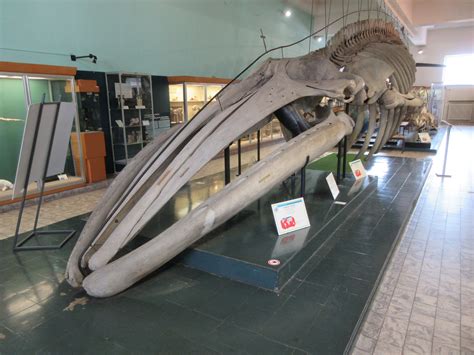 Museum - Fin Whale Skeleton - ZooChat