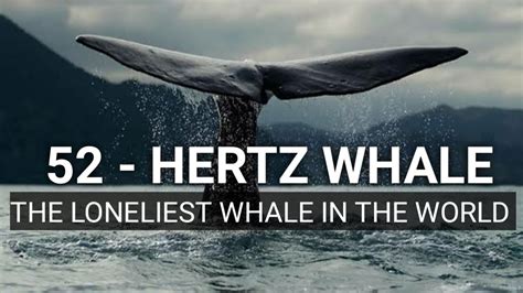 THE 52 HERTZ WHALE THE LONELIEST WHALE IN THE WORLD - YouTube