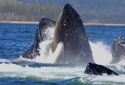 How Whales Got Their Mouth Bristles