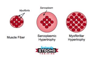 What is Sarcoplasmic & Myofibrillar Muscle Hypertrophy? | Seriously Strong Training