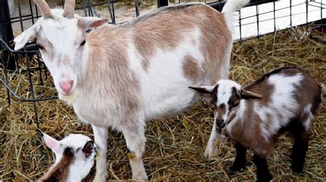 Fiber Goats: 8 Top Strategies for Breeding, Production & Sales Pygora Goats, Dairy Goats ...