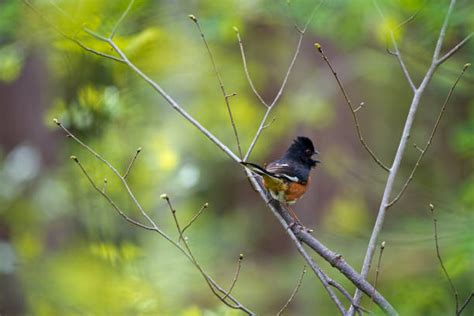 30+ Rufous Sided Towhee Stock Photos, Pictures & Royalty-Free Images ...