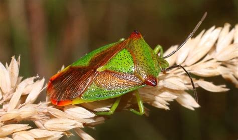 Shield Bugs 101: Wonders Of Families Pentatomidae & Cydnidae