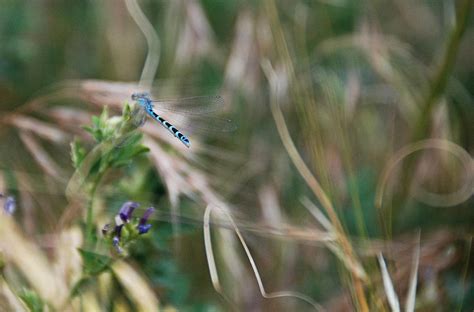 Blue Damsel Fly Photograph by Katherine Nutt - Fine Art America