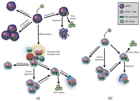 What Is A Provirus - cloudshareinfo