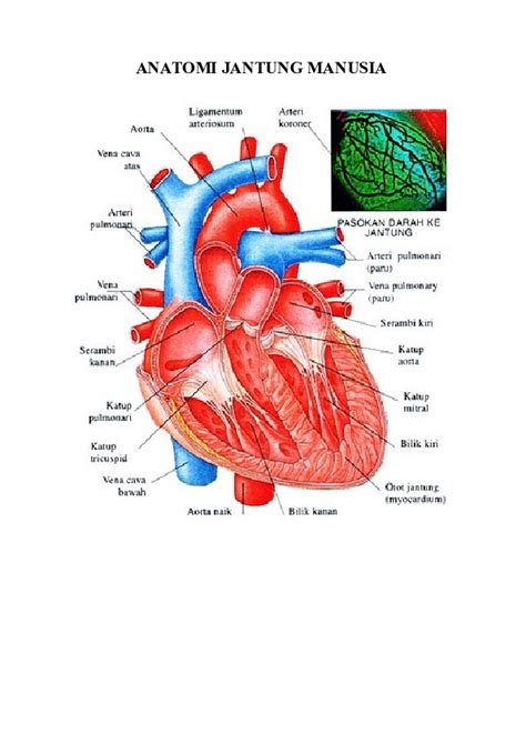 (DOC) ANATOMI JANTUNG MANUSIA | Hadi Nurwanto - Academia.edu