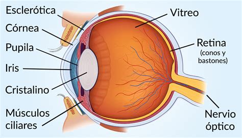 Anatomía: ¿Cómo funciona el ojo humano?