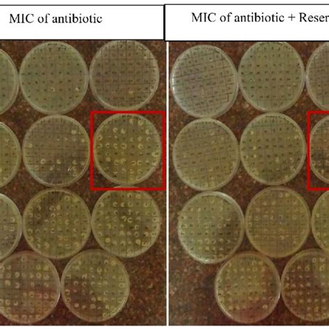 Representative picture of Efflux pump inhibition assay by MIC by agar... | Download Scientific ...