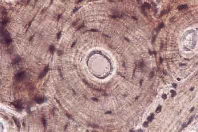 Histology-World! Key Histology Features