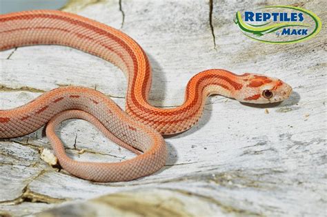 Corn Snake Care Sheet – Reptiles by Mack